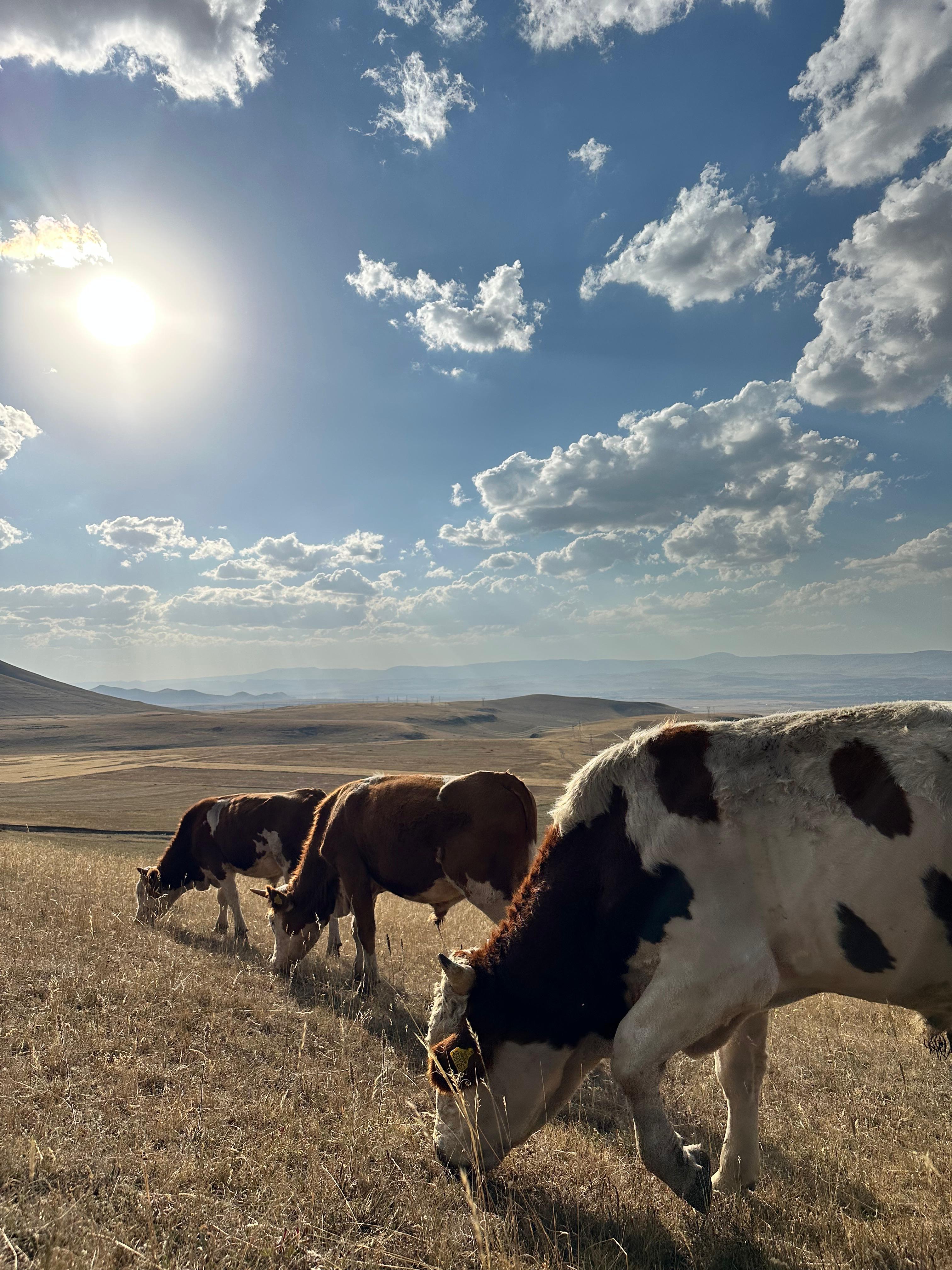 Kars'ta hayvancılık faaliyetleri